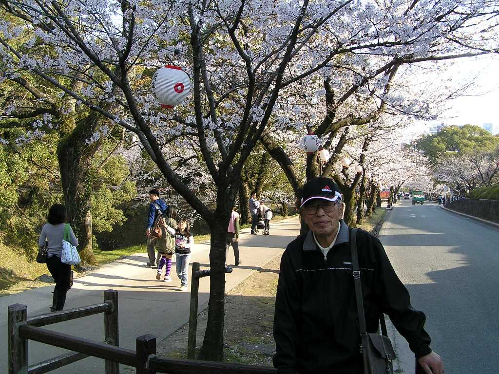 熊本城のサクラ２