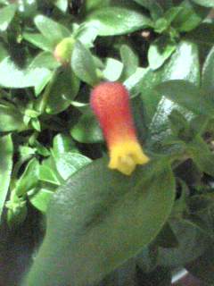 hana2