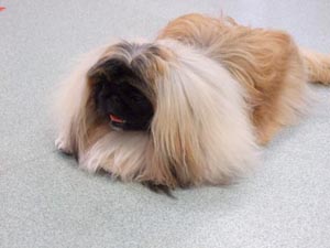 小豆君