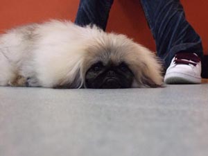 お疲れルフィー君