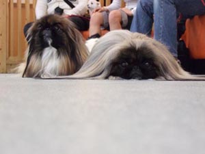 ゴージャス兄妹