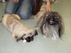 去年のルアン君とララ