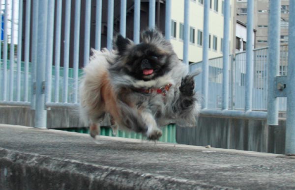 飛行犬ララ
