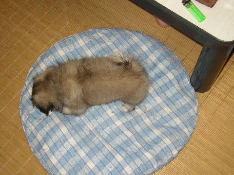 ちぃこいでんなぁ~