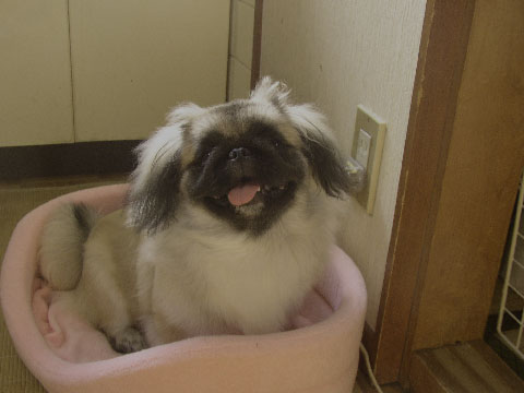 こんなんになりました。