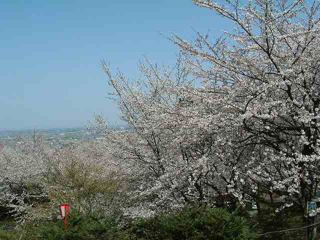 桜山-01