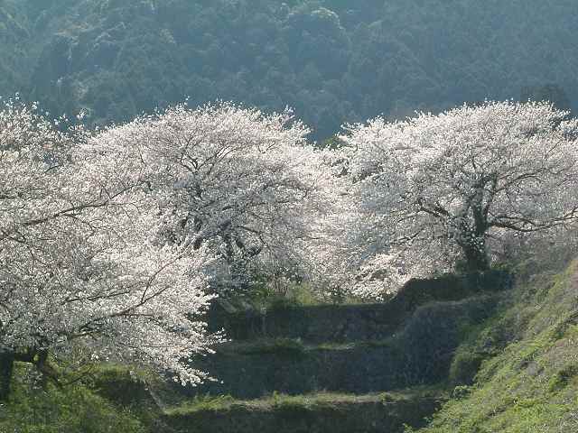 桜山-04