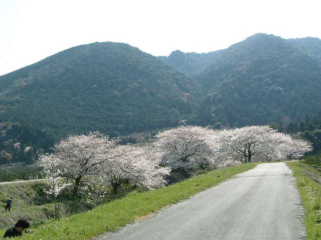 桜山-05