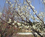 梅林公園03
