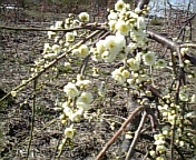 梅林公園04