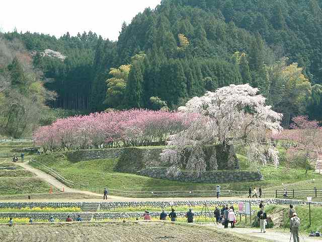 又兵衛桜-01