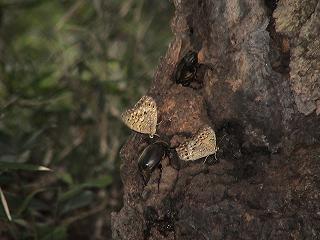 カブトムシと蝶.JPG