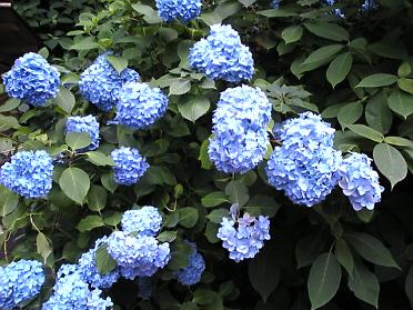 5紫陽花.JPG