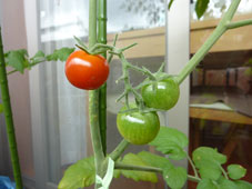 090630tomato