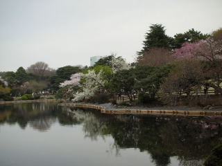 sakura0402-2.JPG