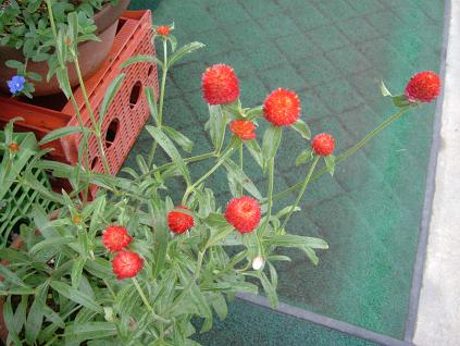2006_0830画像0007.JPG