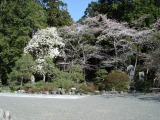 法多山でお花見