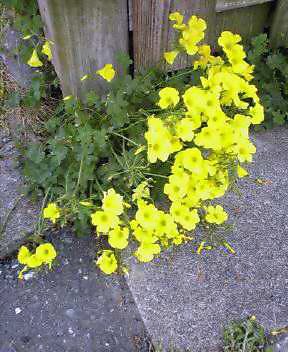 これは何の花かな?(その２)