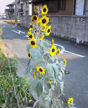 昨年１０月のひまわり