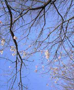 空の青と桜のピンク色。すっかり春色♪