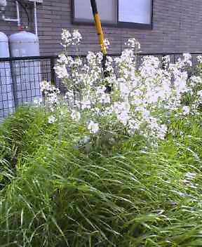 これは何の花かな?