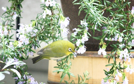 ベランダにきた小鳥