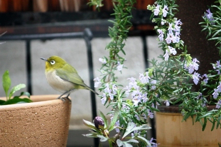 ベランダにやってきた小鳥