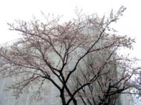 近所の公園.jpg