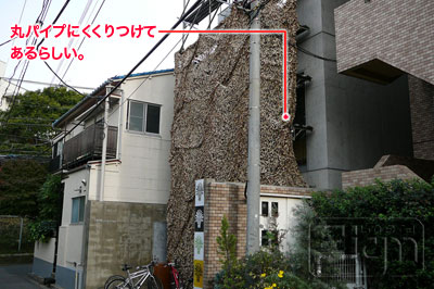 2006-11-30-omote-sando-002