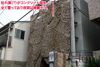 2006-11-30-omote-sando-003