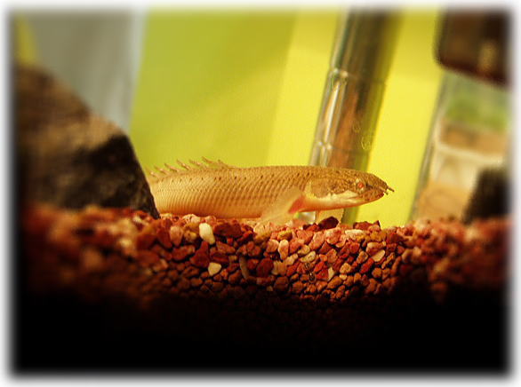 ポリプテルスセネガルス