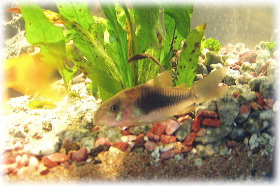 コリドラスアエネウス