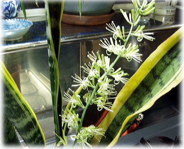 サンセベリアの花3