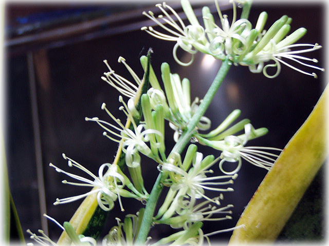 サンセベリアの花4