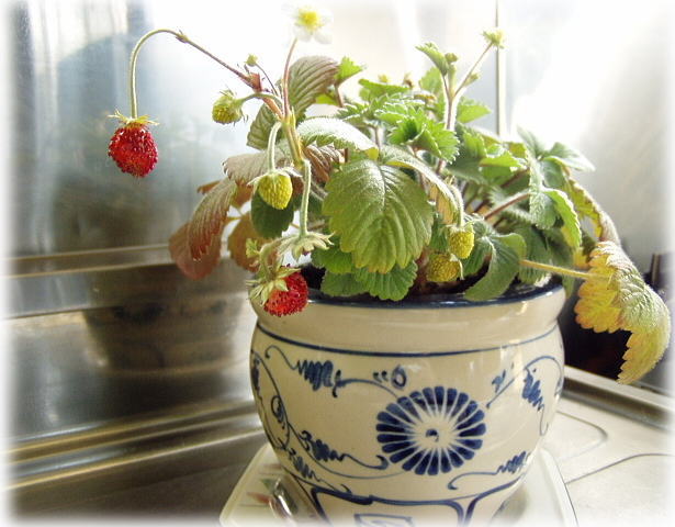 ワイルドストロベリー１