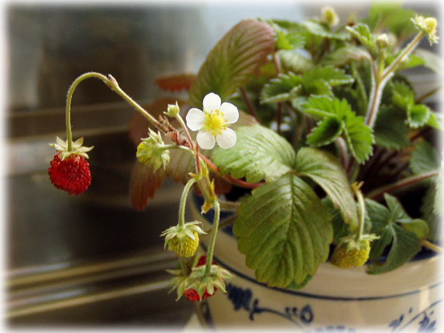 ワイルドストロベリー２