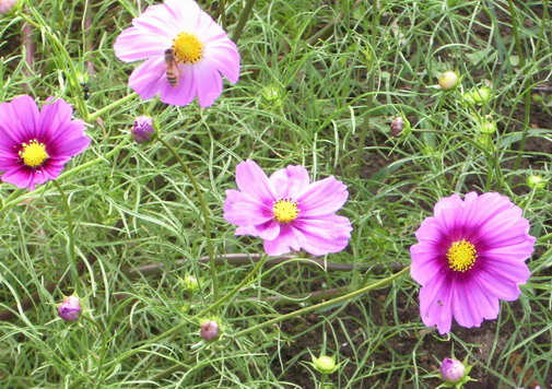 IMGP0888.jpg
