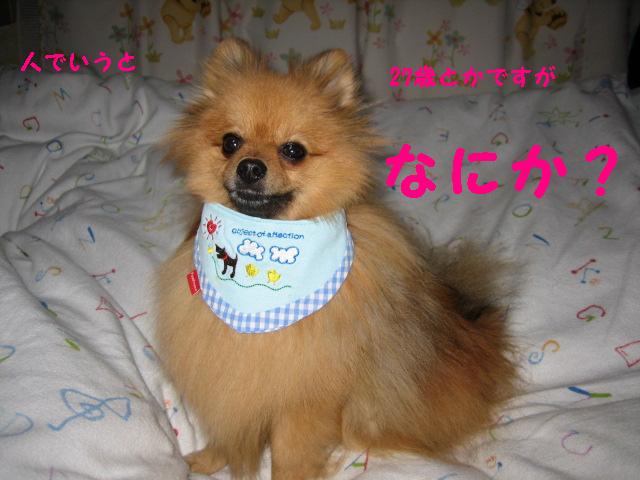 見てるだけなら愛玩犬