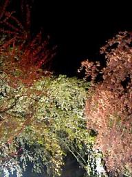 桜と紅梅