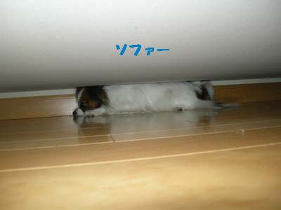 ソファーの下。