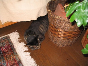 IMG_8558.JPG