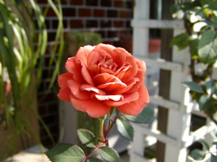 テディベア開花