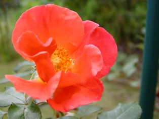 つるプリンセスミチコ