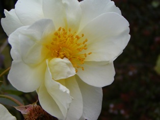 ウィンドラッシュ