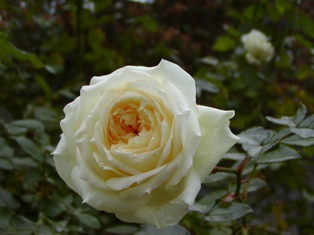 チャイコフスキー