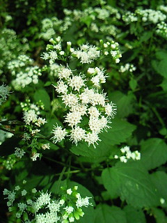 白い花、何の花？