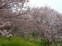 雪割り桜。その２