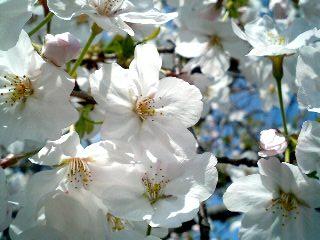 桜満開♪