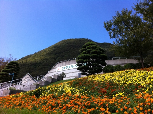 IMG_1187 (500x373).jpg