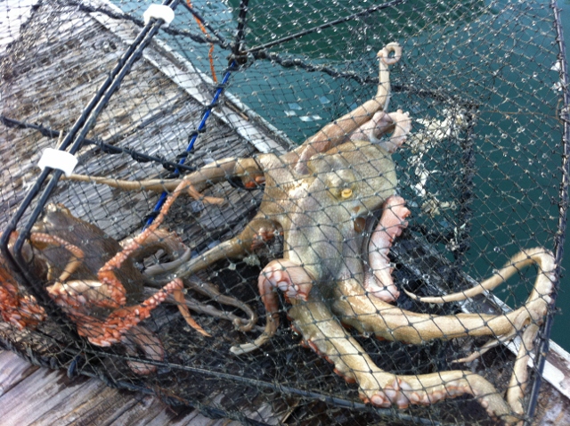 IMG_1525 (640x478).jpg